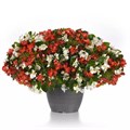 Бегония ампельная Hula Red White MIX - 3 шт 10334 Бегония ампельная Hula Red White MIX - 3 шт 10334