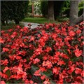 Бегония Megawatt Red Bronze Leaf - 3 шт 10338 Бегония Megawatt Red Bronze Leaf - 3 шт 10338