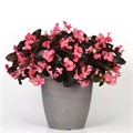 Бегония Megawatt Rose Bronze Leaf - 3 шт 10340 Бегония Megawatt Rose Bronze Leaf - 3 шт 10340