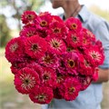 Цинния Benary's Giant Carmine - 5 шт 11237 Цинния Benary's Giant Carmine - 5 шт 11237