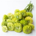 Цинния Benary's Giant Lime - 5 шт 11242 Цинния Benary's Giant Lime - 5 шт 11242