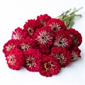Цинния Benary's Giant Deep Red - 5 шт 11239 Цинния Benary's Giant Deep Red - 5 шт 11239