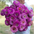 Цинния Benary's Giant Lilac - 5 шт 11241 Цинния Benary's Giant Lilac - 5 шт 11241