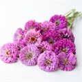 Цинния Benary's Giant Lilac - 5 шт 11241 Цинния Benary's Giant Lilac - 5 шт 11241