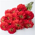 Цинния Benary's Giant Coral - 5 шт 11238 Цинния Benary's Giant Coral - 5 шт 11238