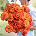 Цинния Benary's Giant Orange - 5 шт 11243 Цинния Benary's Giant Orange - 5 шт 11243