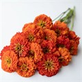 Цинния Benary's Giant Orange - 5 шт 11243 Цинния Benary's Giant Orange - 5 шт 11243