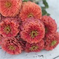 Цинния Benary's Giant Salmon Rose - 5 шт 11245 Цинния Benary's Giant Salmon Rose - 5 шт 11245