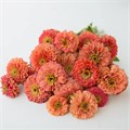 Цинния Benary's Giant Salmon Rose - 5 шт 11245 Цинния Benary's Giant Salmon Rose - 5 шт 11245