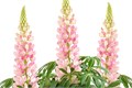 Люпин Lupini Pink Shades - 5 шт 10772 Люпин Lupini Pink Shades - 5 шт 10772