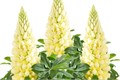 Люпин Lupini Yellow Shades - 5 шт 10775 Люпин Lupini Yellow Shades - 5 шт 10775