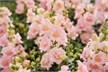 Антирринум махровый Twinny Appleblossom - 10 шт 10088 Антирринум махровый Twinny Appleblossom - 10 шт 10088