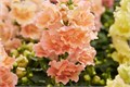 Антирринум махровый Twinny Peach - 10 шт 10092 Антирринум махровый Twinny Peach - 10 шт 10092