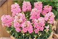 Антирринум махровый Twinny Rose - 10 шт 10093 Антирринум махровый Twinny Rose - 10 шт 10093