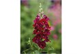 Антирринум Double Shot Crimson Red - 10 шт 10098 Антирринум Double Shot Crimson Red - 10 шт 10098