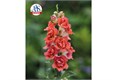 Антирринум Double Shot Orange Bicolor - 10 шт 10099 Антирринум Double Shot Orange Bicolor - 10 шт 10099