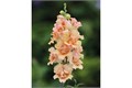 Антирринум Double Shot Peach - 10 шт 10100 Антирринум Double Shot Peach - 10 шт 10100