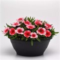 Гвоздика Coronet Strawberry - 5 шт 10569 Гвоздика Coronet Strawberry - 5 шт 10569
