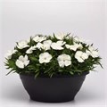Гвоздика Coronet White - 5 шт 10570 Гвоздика Coronet White - 5 шт 10570