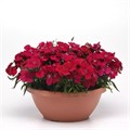 Гвоздика Coronet Cherry Red - 5 шт 10566 Гвоздика Coronet Cherry Red - 5 шт 10566
