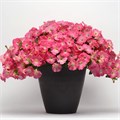 Петуния Easy Wave Rosy Dawn - 5 шт 10864 Петуния Easy Wave Rosy Dawn - 5 шт 10864