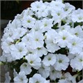 Петуния Easy Wave White - 5 шт 10868 Петуния Easy Wave White - 5 шт 10868