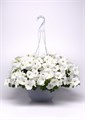 Петуния Easy Wave White - 5 шт 10868 Петуния Easy Wave White - 5 шт 10868