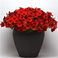 Петуния Easy Wave Red Improved - 5 шт 10860 Петуния Easy Wave Red Improved - 5 шт 10860