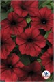 Петуния Tidal Wave Red Velour - 5 шт 10923