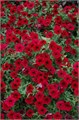 Петуния Tidal Wave Red Velour - 5 шт 10923