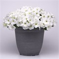 Петуния Easy Wave E3 White - 3 шт 10848 - фото 2560