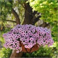 Петуния Shock Wave Pink Vein - 5 шт 10904 - фото 2563