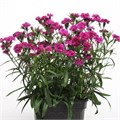 Гвоздика Dinasty Orchid - 5 шт 10576 Гвоздика Dinasty Orchid - 5 шт 10576