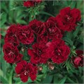 Гвоздика Dinasty Red Improved - 5 шт 10579 Гвоздика Dinasty Red Improved - 5 шт 10579