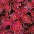 Колеус Wizard Velvet Red - 5 шт 10718 Колеус Wizard Velvet Red - 5 шт 10718