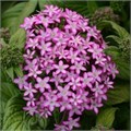 Пентас Glitterati Purple Star - 5 шт 10825 Пентас Glitterati Purple Star - 5 шт 10825