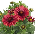 Гайлардия Arizona Red Shades - 5 шт 10524 Гайлардия Arizona Red Shades - 5 шт 10524