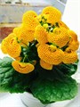 Кальцеолярия Dainti Yellow with Spots - 5 шт 10650 Кальцеолярия Dainti Yellow with Spots - 5 шт 10650