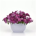 Виола Top Wave Pink Shades - 3 шт 11400 - фото 2721