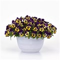 Виола Top Wave Purple Sunburst - 3 шт 11401 - фото 2723