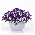 Виола Top Wave Purple White - 3 шт 11402 - фото 2726