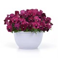 Виола Top Wave Rose Blotch - 3 шт 11404 - фото 2732