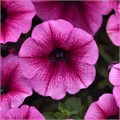 Петуния Shock Wave Rose Vein - 5 шт 11406