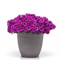 Петуния Shock Wave Violet - 3 шт 11405 - фото 2737