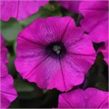 Петуния Shock Wave Violet - 3 шт 11405 Петуния Shock Wave Violet - 3 шт 11405