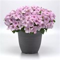 Петуния Easy Wave Pink Pearl - 5 шт 11407 - фото 2739