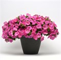 Петуния Easy Wave Pink - 5 шт 10857 Петуния Easy Wave Pink - 5 шт 10857