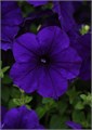 Петуния Easy Wave E3 Blue - 3 шт 10840