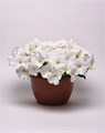 Петуния Easy Wave E3 White - 3 шт 10848 Петуния Easy Wave E3 White - 3 шт 10848