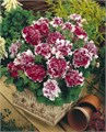 Петуния махровая Pirouette Rose - 10 шт 11074 Петуния махровая Pirouette Rose - 10 шт 11074